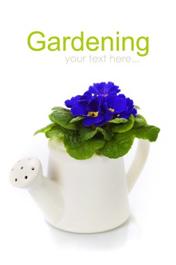 sulama olabilir içinde taze çuha çiçeği