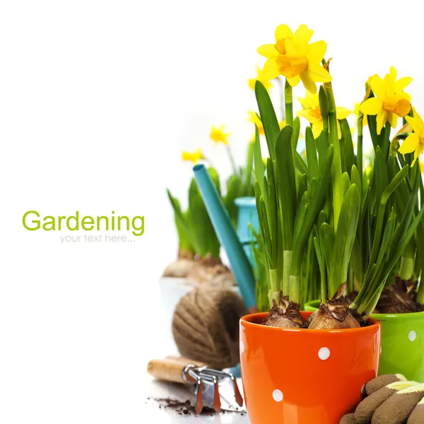 Färska påskliljor och trädgårdsredskap — Stockfoto