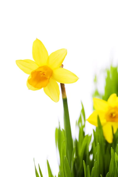 Narcisi in erba verde — Foto Stock