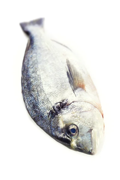 Taze dorada balık — Stok fotoğraf