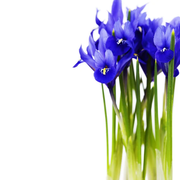 Темно-фіолетова квітка ірису — стокове фото