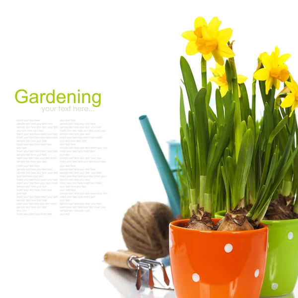 taze nergis ve Bahçe aletleri