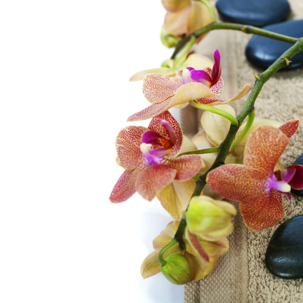 Composição do spa com orquídea bonita — Fotografia de Stock