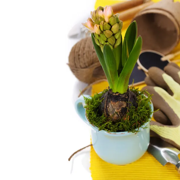 Flor de primavera em uma xícara e ferramentas de jardim — Fotografia de Stock