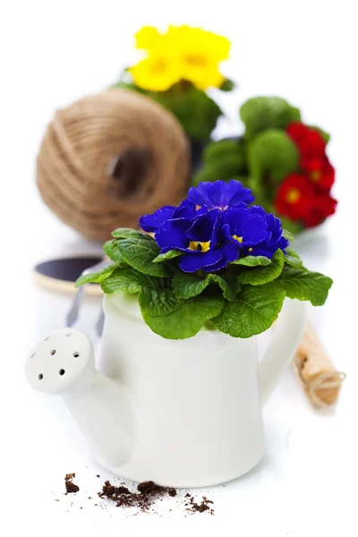 Verse Primula en tuingereedschap — Stockfoto