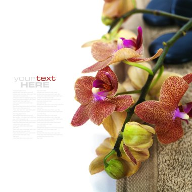 güzel orkide ile Spa kompozisyon