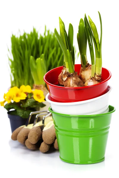 Spring flowers and garden tools — Stock Photo, Image