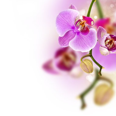 pembe orkide