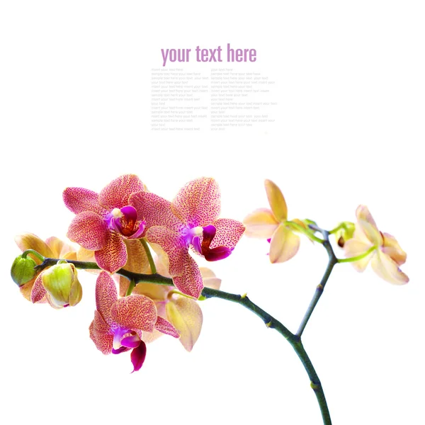 Orkide çiçek