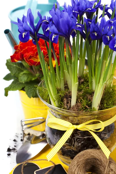 Tavaszi virágok és kerti szerszámok — Stock Fotó