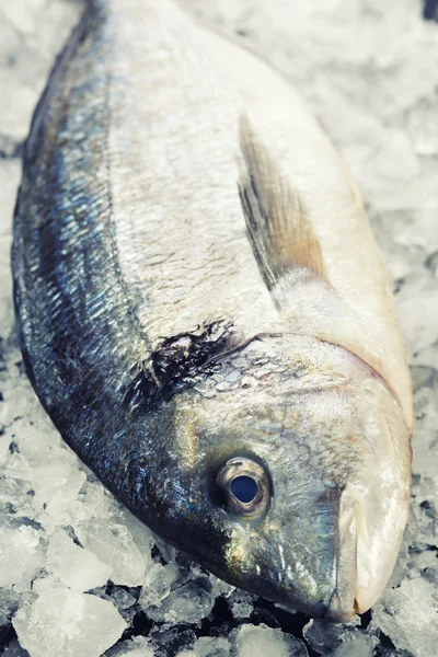 Färska dorada fisk på isen — Stockfoto