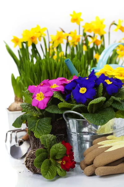 Fiori primaverili e attrezzi da giardino — Foto Stock