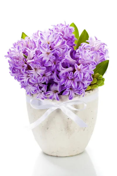 Krásné hyacinty — Stock fotografie