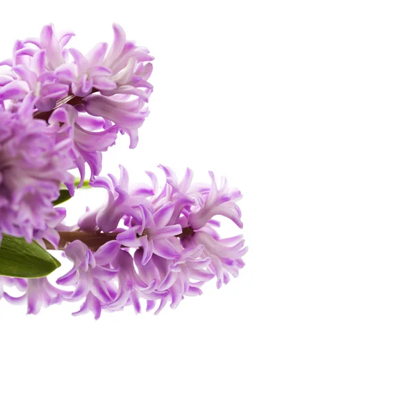 Belos jacintos — Fotografia de Stock