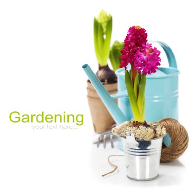 taze sümbül çiçek ampul pot ve Bahçe araçları