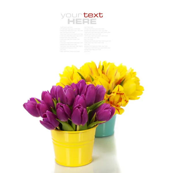 Spring tulips — Stock Photo, Image