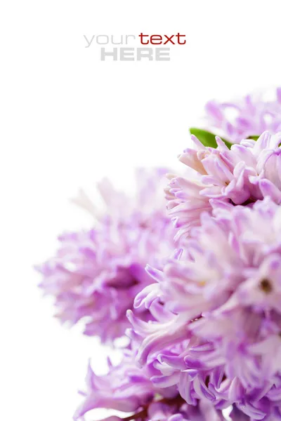 Mooie hyacinten — Stockfoto