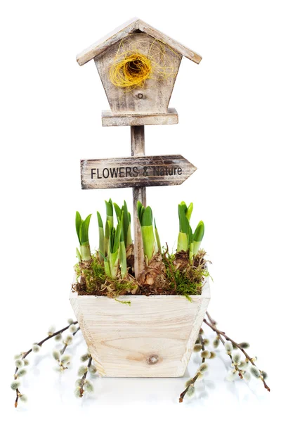 鉢植えの水仙と小さな巣箱 — ストック写真
