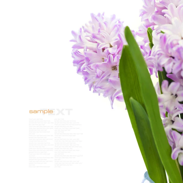 Beautiful Hyacinths — Stock Photo, Image