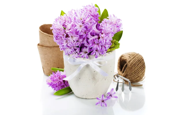 Beautiful Hyacinths and garden tools — Stock Photo, Image