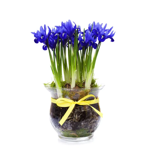 Dunkelviolette Irisblüte — Stockfoto