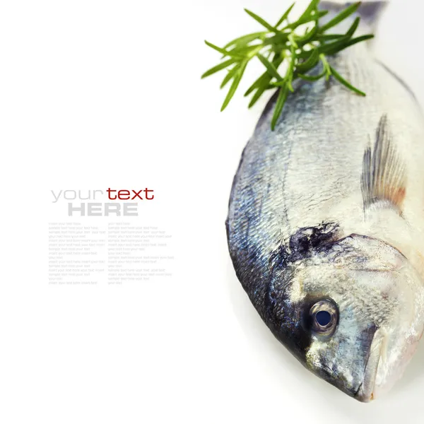 Pesce dorada fresco — Foto Stock