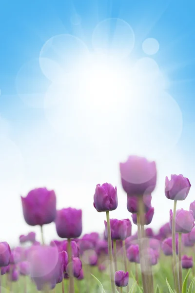 Spring tulips — Stock Photo, Image