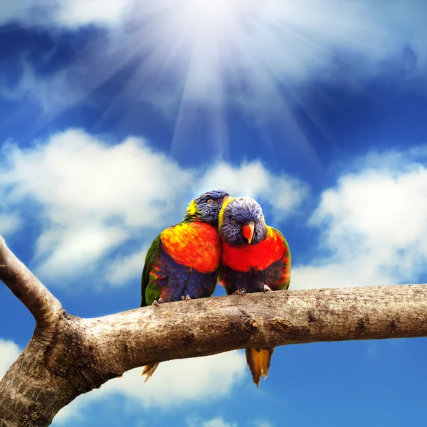 Lorikeets Радуга — стокове фото