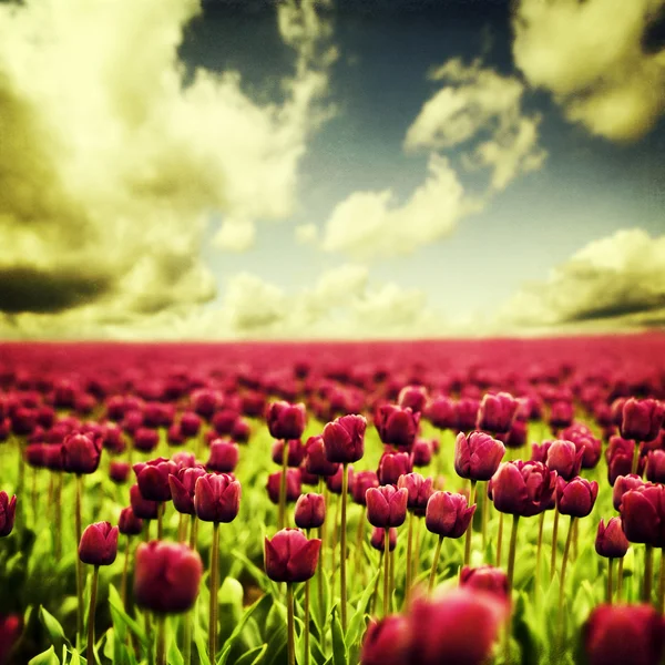 Spring tulips