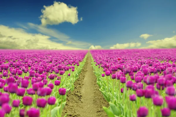 Spring tulips — Stock Photo, Image