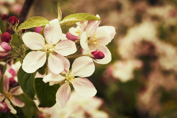 Jardin de pommes fleuries au printemps — Photo