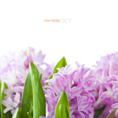 Beautiful Hyacinths clipart