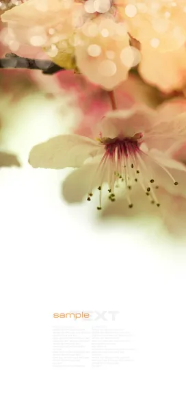 Rosarote Kirschblüte — Stockfoto