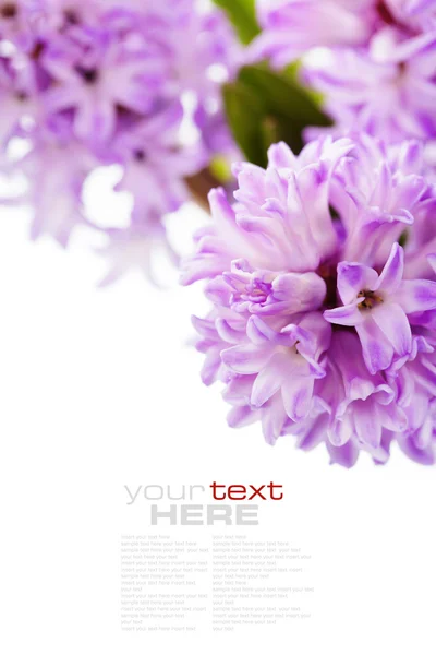 Krásné hyacinty — Stock fotografie