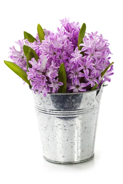 Mooie hyacinten — Stockfoto