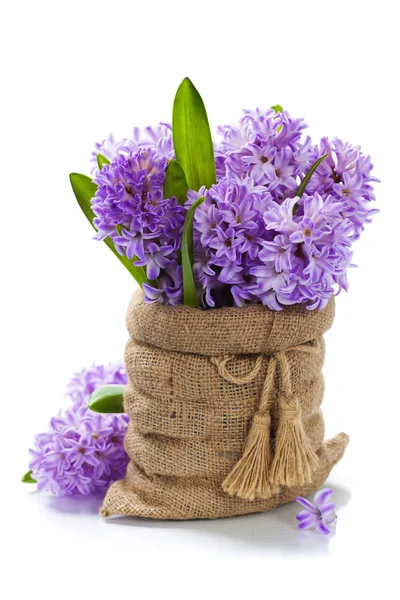 Krásné hyacinty — Stock fotografie