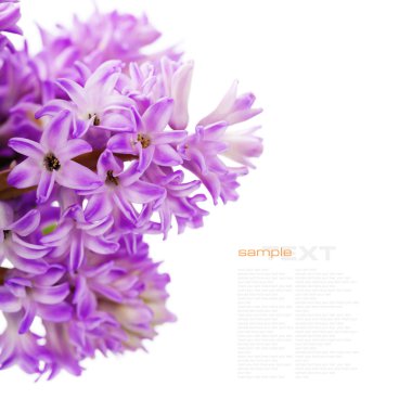 Beautiful Hyacinths clipart
