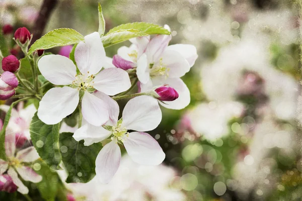 Jardim de maçãs de flor na primavera — Fotografia de Stock