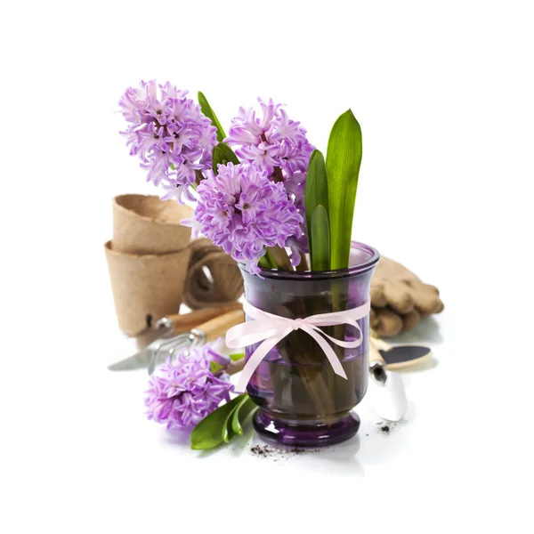 Beautiful Hyacinths and garden tools — Stock Photo, Image