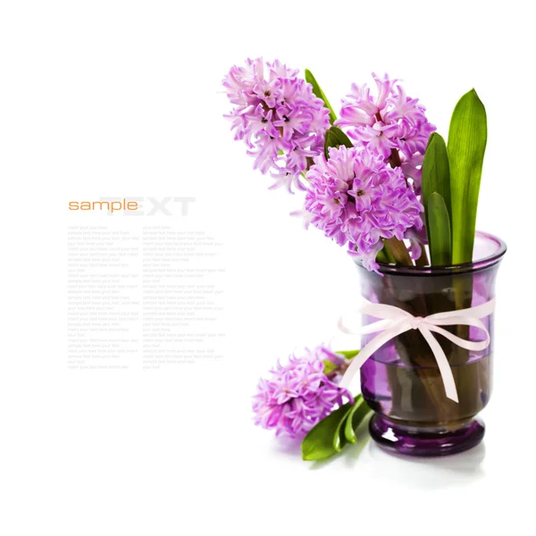 Beautiful Hyacinths — Stock Photo, Image