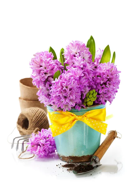 Beautiful Hyacinths and garden tools — Stock Photo, Image