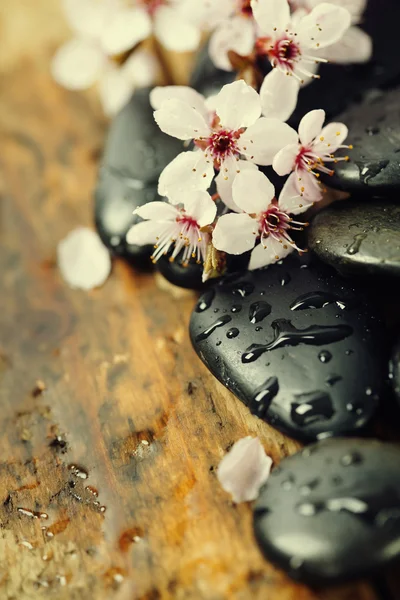 Дзен-галька з весняною ялинкою — стокове фото