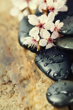 Zen çakıl taşları ile ağaç bahar