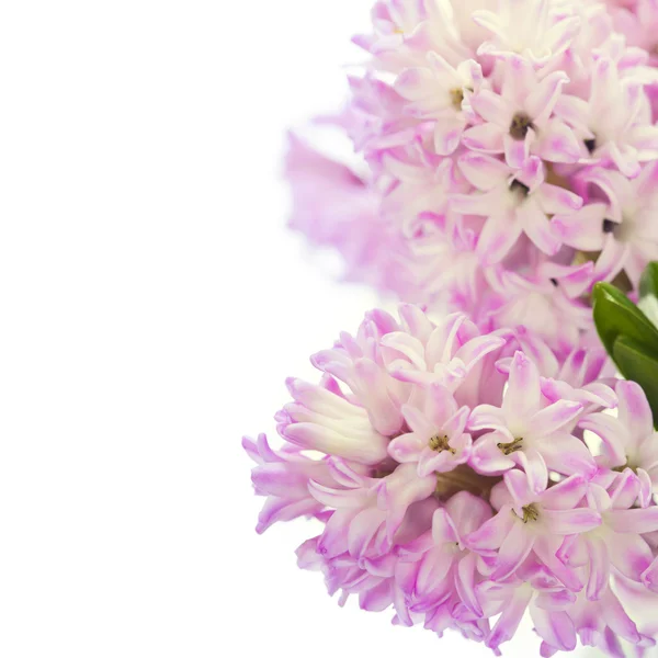 Vackra hyacinter — Stockfoto