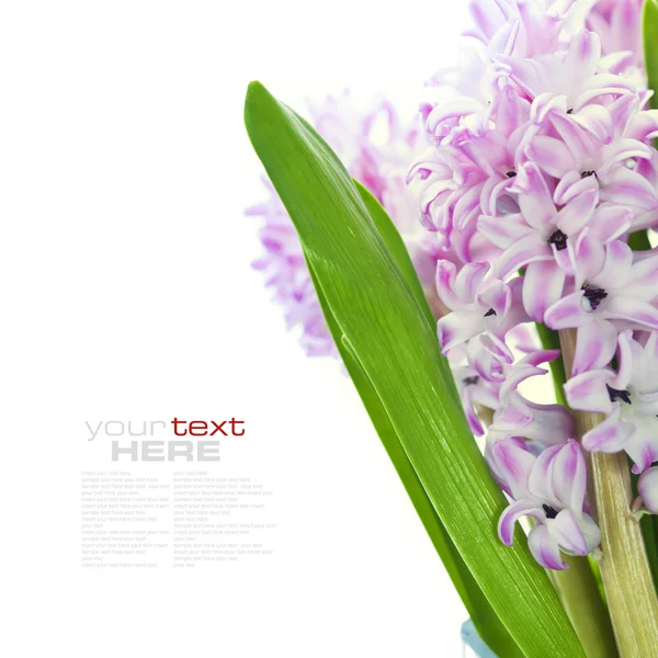 Krásné hyacinty — Stock fotografie