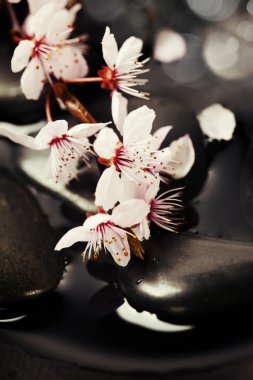 Zen çakıl taşları ile ağaç bahar