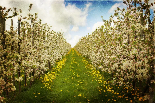 Jardim de maçãs de flor na primavera — Fotografia de Stock