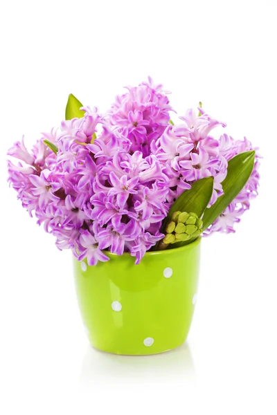 Beautiful Hyacinths — Stock Photo, Image