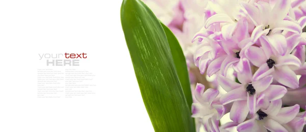 Krásné hyacinty — Stock fotografie