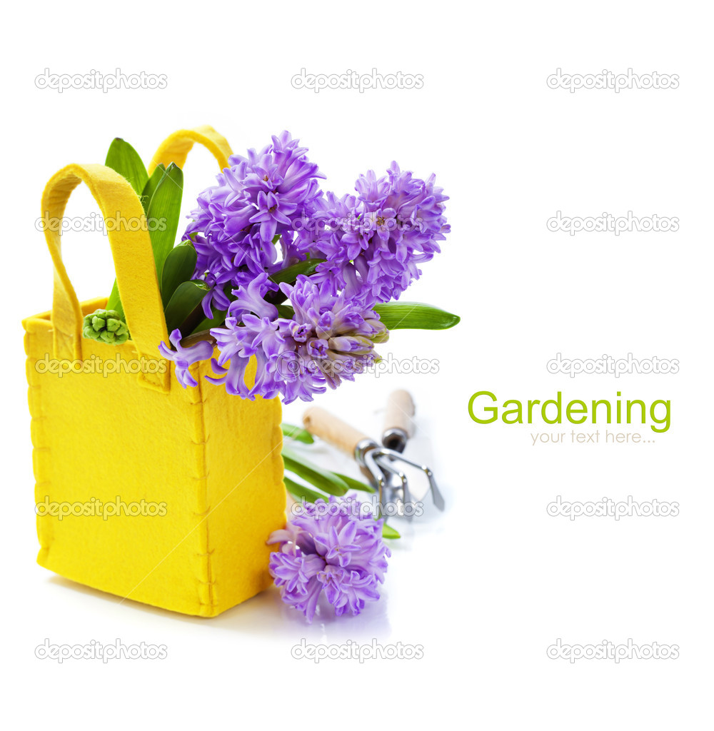 Beautiful Hyacinths and garden tools